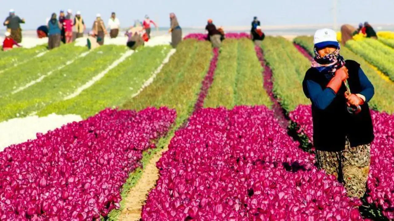 Çiftçi yaş ortalaması yükseldi! Gençler tarımdan kaçıyor, çiftçiler yaşlanıyor; gıda arz güvenliği tehlikede