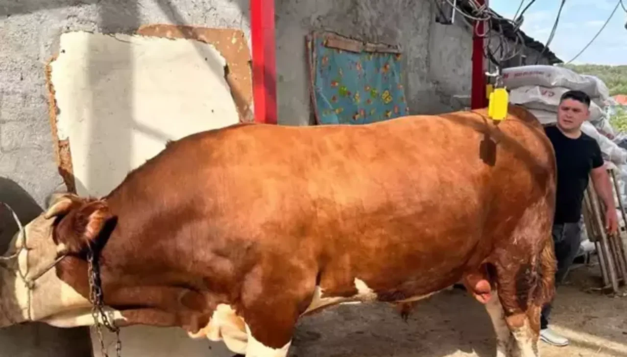 1 tondan fazla! İşte gözü gibi baktığı danasına istediği fiyat