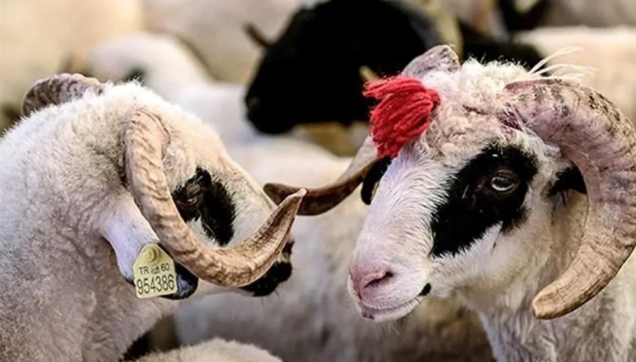 Kurban kesim vakti ne zaman başlar ve biter?
