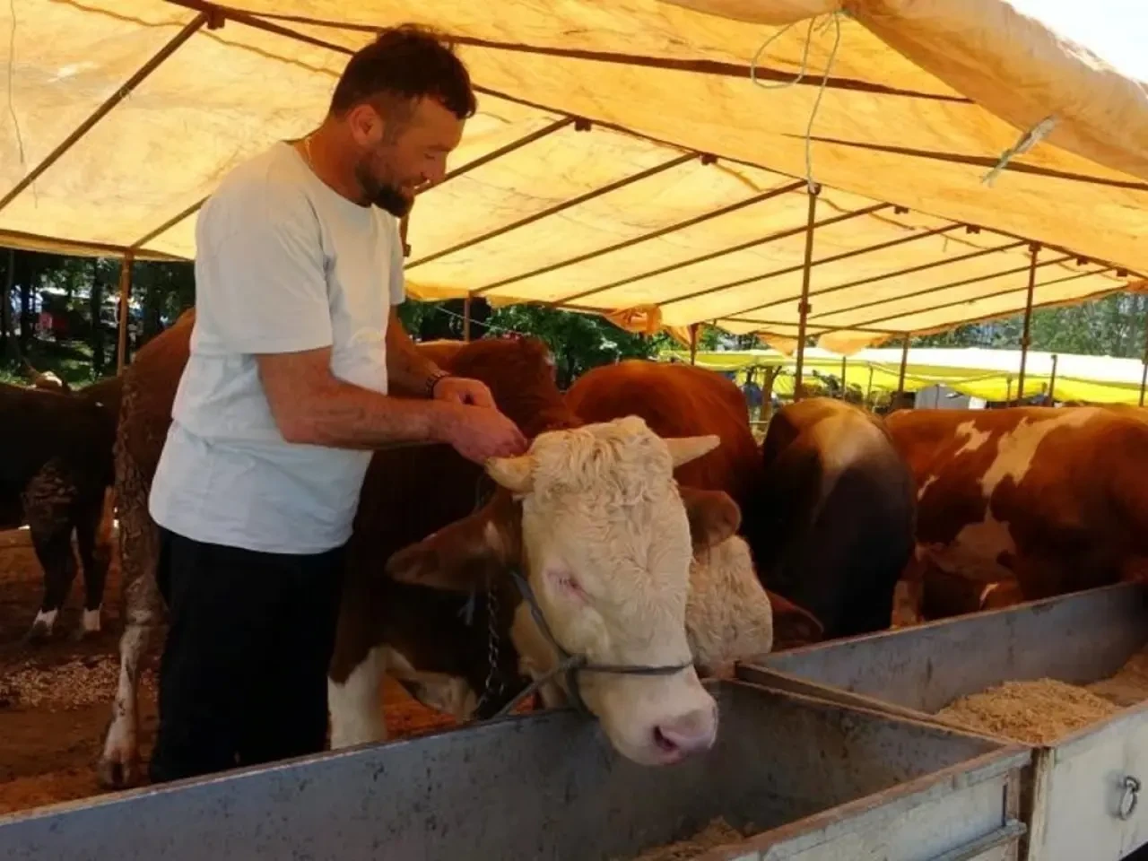 81 ile acil kodlu yazı: Tüm hayvan pazarları kapatıldı