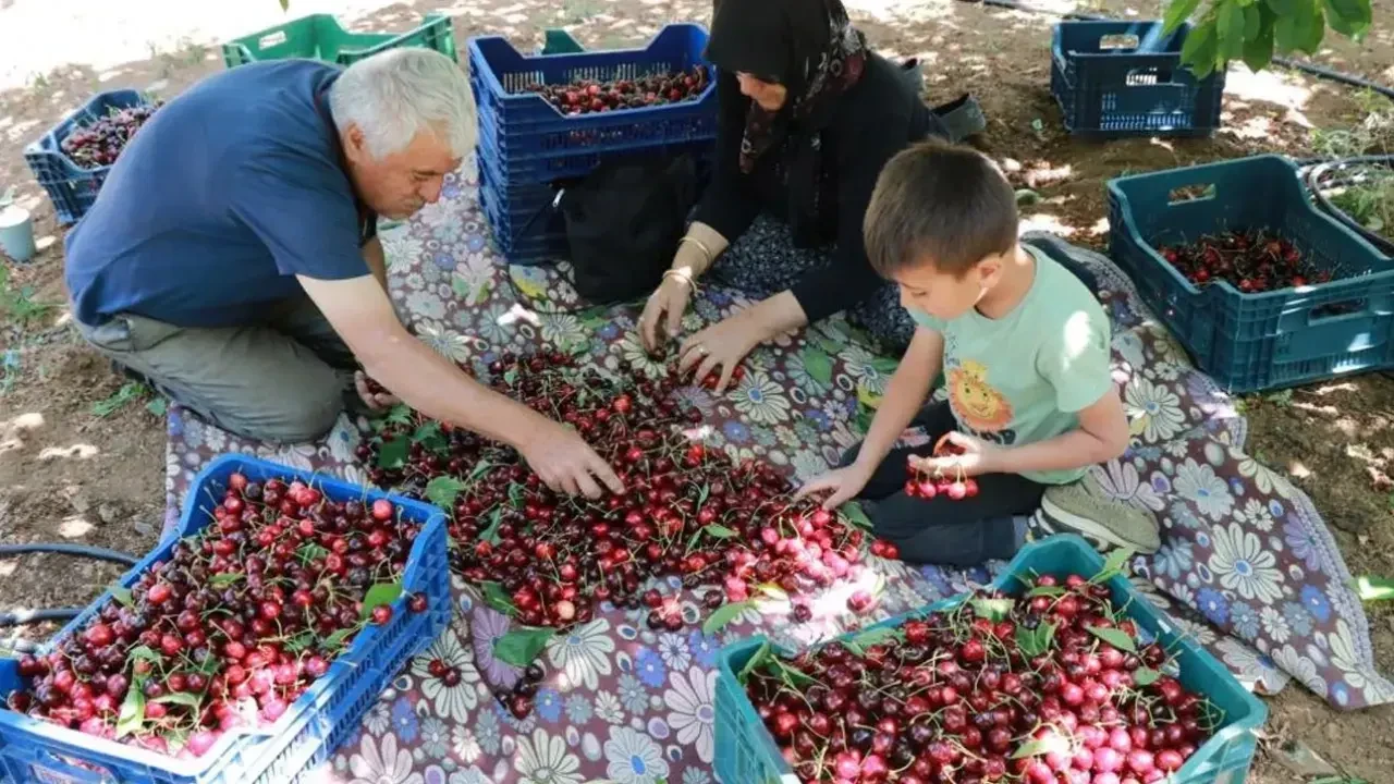 Don vuran kirazda rekolte düştü, kazanç arttı! Üretici şaşkın: 1 ton, 10 tonu geçti