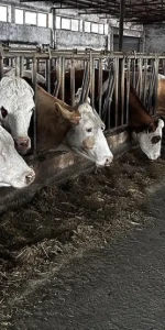 Hayvan pazarları ne zaman açılacak? İşte merak edilenler...