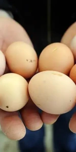 Yumurta fiyatlarında şaşırtan düşüş: Rüzgar tersine döndü!