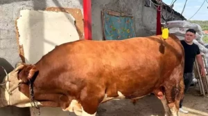 1 tondan fazla! İşte gözü gibi baktığı danasına istediği fiyat