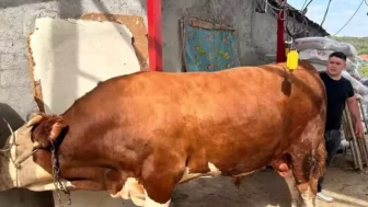 1 tondan fazla! İşte gözü gibi baktığı danasına istediği fiyat