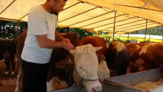 81 ile acil kodlu yazı: Tüm hayvan pazarları kapatıldı
