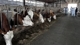 Hayvan pazarları ne zaman açılacak? İşte merak edilenler...