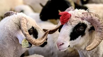 Kurban kesim vakti ne zaman başlar ve biter?