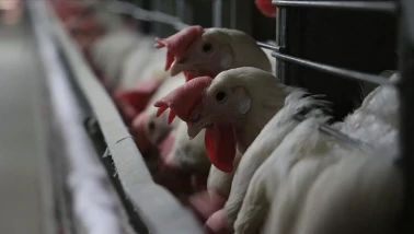 Market ve kasaplardan toplatılıyor: Dev tavuk firmasının ürünlerinde zararlı bakteri tespit edildi