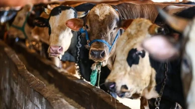 2025 yılı vekalet yoluyla kurban kesim bedeli açıklandı