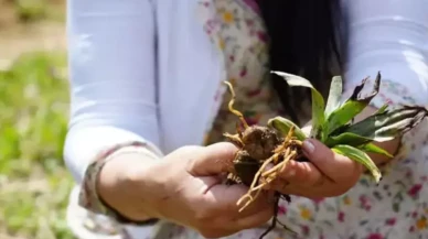 Topraktaki altın! Kilosu altınla yarışıyor: Oönümden 2,5 milyon TL gelir