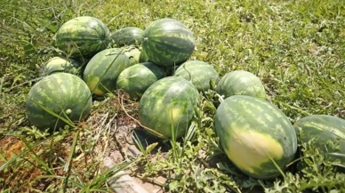 Karpuzlar hasat ediliyor! Kilo fiyatı şaşırttı