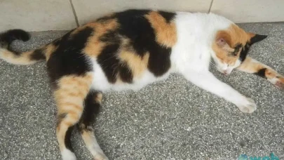 Kedilerin Hamile (Gebe) Olduğu Nasıl Anlaşılır? Hamile Kedi Nasıl Anlaşılır, Kaç Günde Belli Olur?