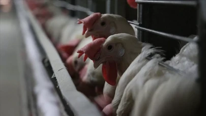 Market ve kasaplardan toplatılıyor: Dev tavuk firmasının ürünlerinde zararlı bakteri tespit edildi