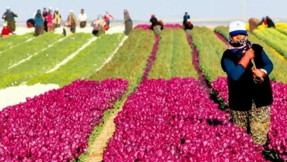 Çiftçi yaş ortalaması yükseldi! Gençler tarımdan kaçıyor, çiftçiler yaşlanıyor; gıda arz güvenliği tehlikede