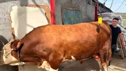 1 tondan fazla! İşte gözü gibi baktığı danasına istediği fiyat
