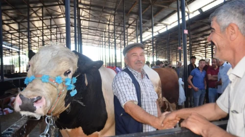 2025 Kurbanlık fiyatları belli oldu! İşte küçükbaş ve büyükbaş kurbanlık fiyatları...