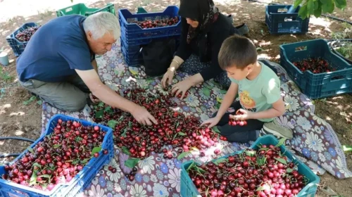 Don vuran kirazda rekolte düştü, kazanç arttı! Üretici şaşkın: 1 ton, 10 tonu geçti