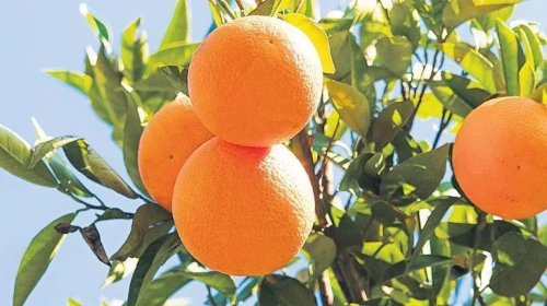 Narenciyede kayıp yıl! Zirai don ve kuraklıktan sonra şimdi de sıcak vurdu