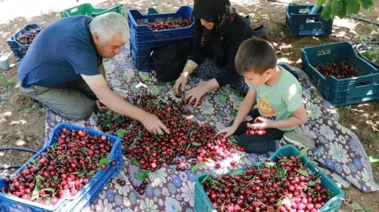 Don vuran kirazda rekolte düştü, kazanç arttı! Üretici şaşkın: 1 ton, 10 tonu geçti