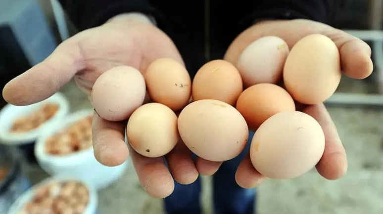 Yumurta fiyatlarında şaşırtan düşüş: Rüzgar tersine döndü!